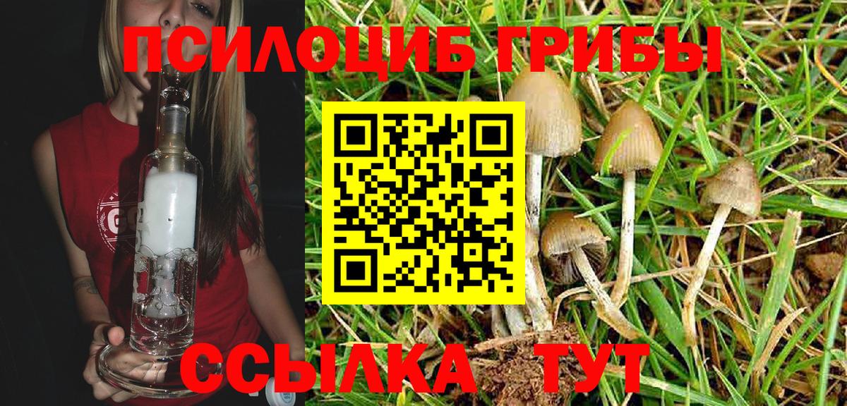 Псилоцибиновые грибы Cubensis Старая Купавна